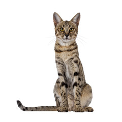 Gorgeous F6 Savannah cat, sitting up facing front. Looking straight to camera. Isolated cutout on a transparent background.