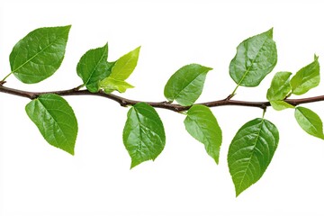 Fototapeta premium Fresh Green Spring Leaves Branch Nature Photography Isolated White Background