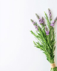 Fototapeta premium Elegant Lavender Sprigs on White Background Simple Floral Arrangement Fresh Herbs Bouquet