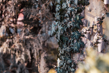 beautiful nature in a Georgian park