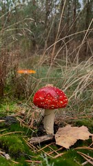 red mushroom in the forest