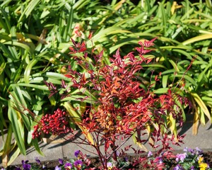 庭の南天が実をつけた