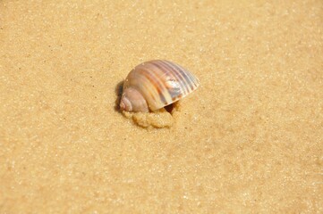 Lonely Shell Resting on Golden Sand in the Sunlight