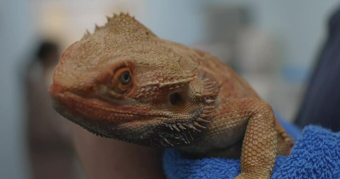A veterinarian examines a bearded dragon at a clinic, checks its health, and provides the necessary care in a professional setting. A bearded dragon with an ear infection was brought to the vet.