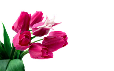 Pink flowers tulips on a white background with space for text. Spring flowers