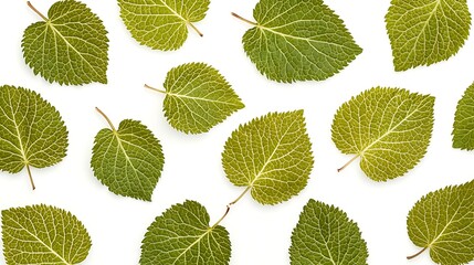 Green Leaf Pattern: A Serene Botanical Illustration