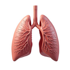 Intricate 3D model of human lungs, showcasing the bronchial tree's detailed structure and the pinkish-red hue of healthy lung tissue. A captivating anatomical visualization., cut out,transparent backg