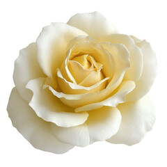 Elegant Yellow Rose Blossom Isolated on White Background