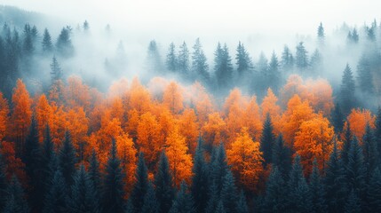 Misty autumn forest with vibrant orange and red foliage.
