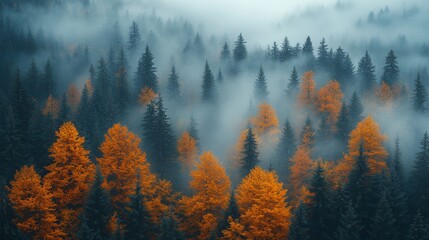 Misty autumn forest with orange trees. (1)