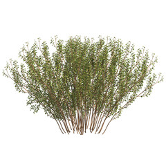 common hazel isolated on transparant background