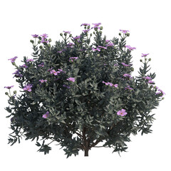 grey leaved cistus isolated on transparant background