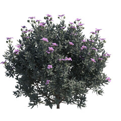grey leaved cistus isolated on transparant background