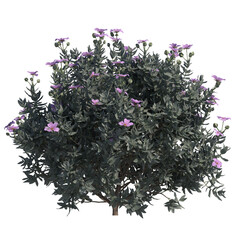 grey leaved cistus isolated on transparant background