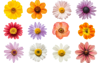 Elegant Chrysanthemum Flower Arrangement isolated on transparent Background