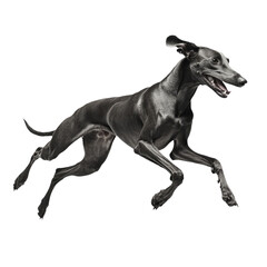 Obraz premium Greyhound Running Fast Isolated on Transparent Background