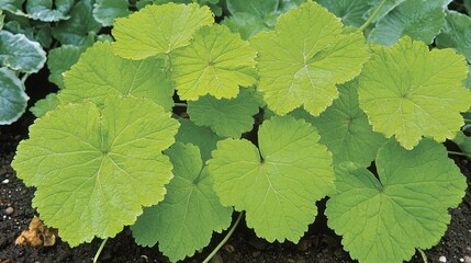 leaves forming a dense, vibrant green hedge Christina leaves 