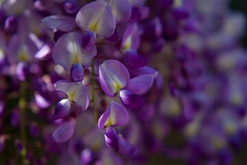 Fototapeta premium Photos of living, wild wildflowers for backgrounds, cards, screensavers and prints.