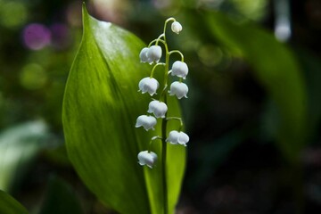 Obraz premium Photos of living, wild wildflowers for backgrounds, cards, screensavers and prints.