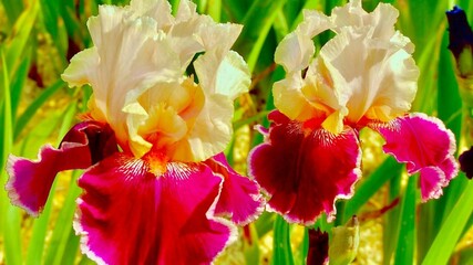 Photos of living, wild wildflowers for backgrounds, cards, screensavers and prints.