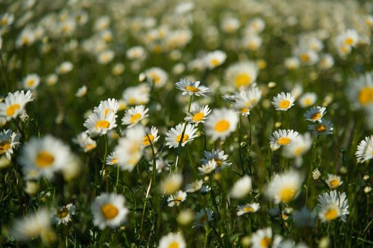 Photos of living, wild wildflowers for backgrounds, cards, screensavers and prints.