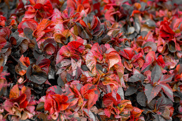 Selective focus red orange leaf of evergreen shrub plant, Branches and leaves are covered in fine hairs, Acalypha wilkesiana common names copperleaf, Jacob's coat and Flamengueira, Natural background.