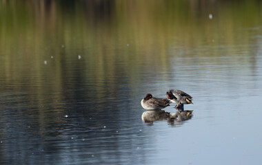 two lonely teal duck, sleeping teal ducks, teal duck couple on the lake, lonely water birds, birds on the lake on a small elevation, bird reflection in the water, Anas crecca
