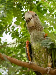 parrot on a tree