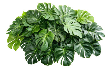 Lush Tropical Foliage and Plant Life isolated on transparent Background