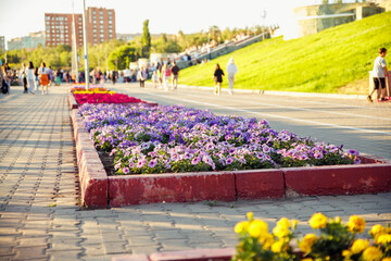 Flower Bed of petunia in public park. comfortable urban environment. improvement, beautification,...