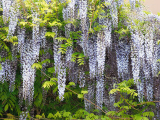 Japanese wisteria blooming plant, Wisteria floribunda