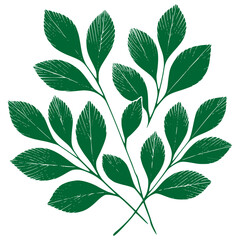 green leaves isolated on white