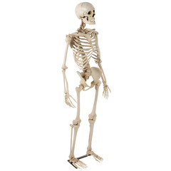 human body skeleton