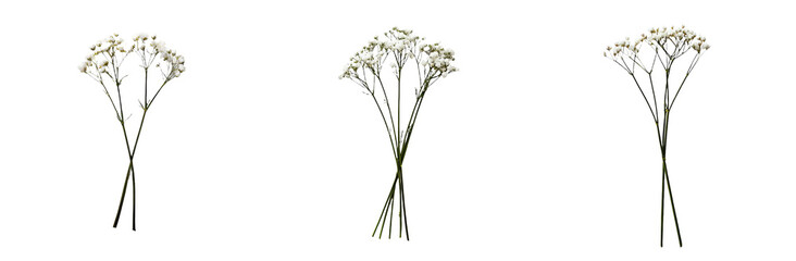 A gypsophila flower twig isolated on a white or transparent backdrop