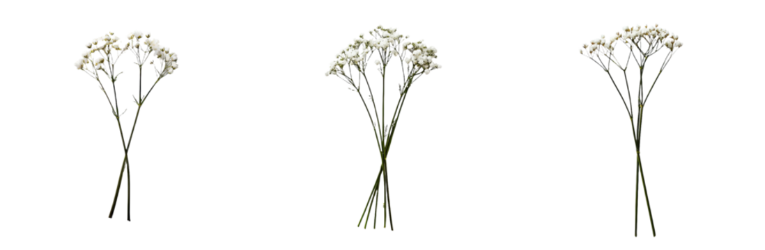 A gypsophila flower twig isolated on a white or transparent backdrop