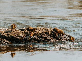 caneton qui traverse la Loire