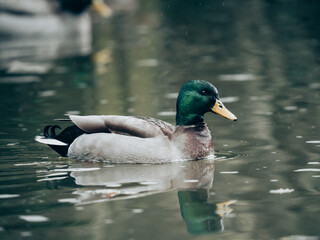 canard sur l'étang de coulvée