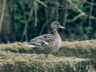 canard sur son muret