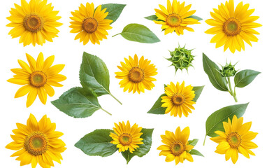 Yellow Sunflower Bloom with Leaves Set isolated on transparent Background