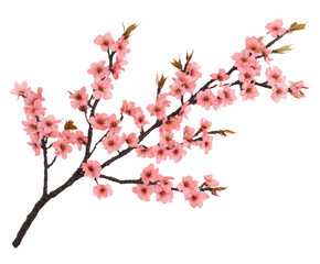 Delicate Pink Cherry Blossom Branch - A Springtime Floral Display , isolated on white background PNG