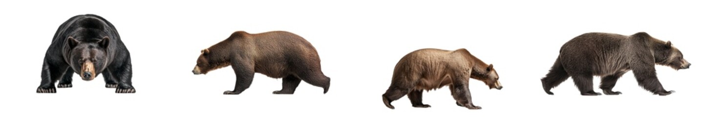 Fototapeta premium A brown bear viewed from the side, isolated on a plain white background, with a transparent layer