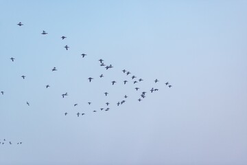 Migratory birds flying in a V formation over a winter landscape in their frozen habitat