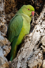 Halsbandsittich (Psittacula krameri) sitzt in einem Baum / Vogel / Bird