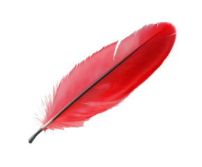 Stunning Red Bird Feather: A Close-Up of Nature's Design , isolated on white background PNG