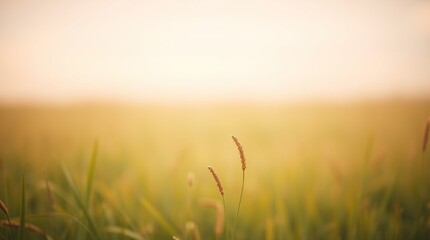 Obraz premium sunrise in the field