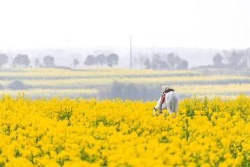 Fototapeta premium Exploring the vibrant spring rape flower field in Gaochun International Slow City near Nanjing