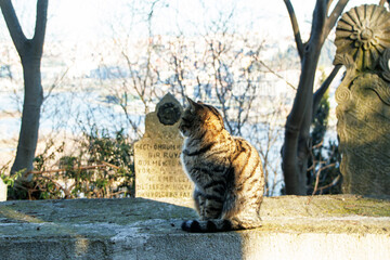 cat  against to tombstones on the wall in the graveyard