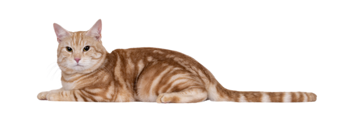 Handsome European Shorthair cat, laying down side ways. Looking straight to camera. Isolated cutout on a transparent background.