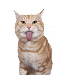 Funny head shot from handsome European Shorthair cat, sitting up facing front. Looking straight to...