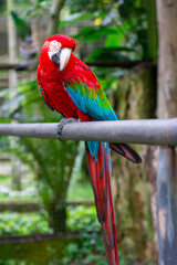 Scarlet macaw perched on an iron pipe, highlighted by its vibrant colors and blurred background. Perfect for conservation and environmental awareness projects.